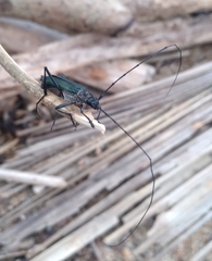 Pseudodeltaspis cyanea