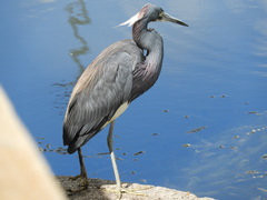 Egretta tricolor