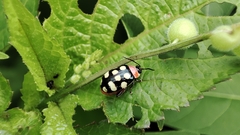 Alagoasa bipunctata perennis