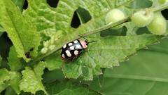 Alagoasa bipunctata perennis