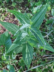 Spigelia marilandica