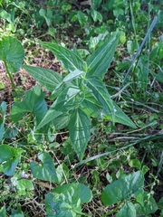 Spigelia marilandica