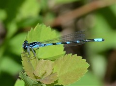 Enallagma recurvatum