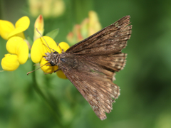 Erynnis martialis