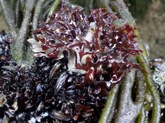 Ahnfeltiopsis devoniensis