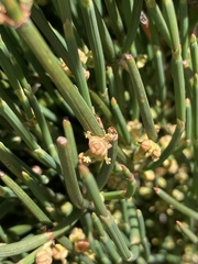 Gerard's Ephedra (Ephedra gerardiana)