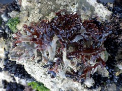 Ahnfeltiopsis devoniensis