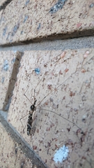 Ischnotoma