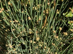 Ephedra gerardiana, photograph author not stated, no rights reserved