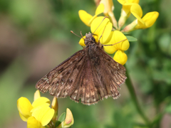 Erynnis martialis
