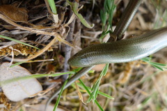 Chalcides striatus