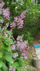 Syringa josikaea