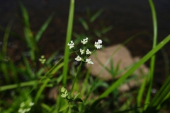 Torilis arvensis arvensis