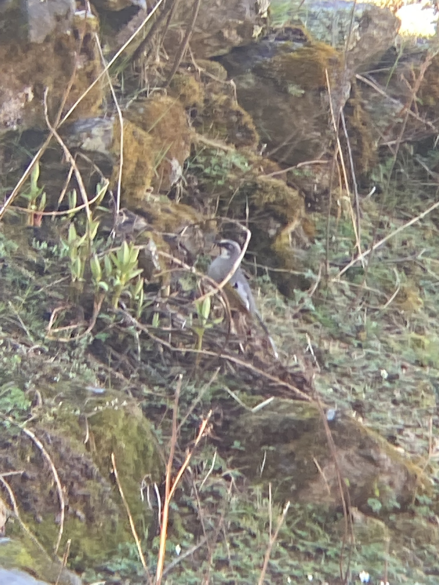Variegated Laughingthrush