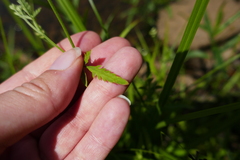 Torilis arvensis arvensis