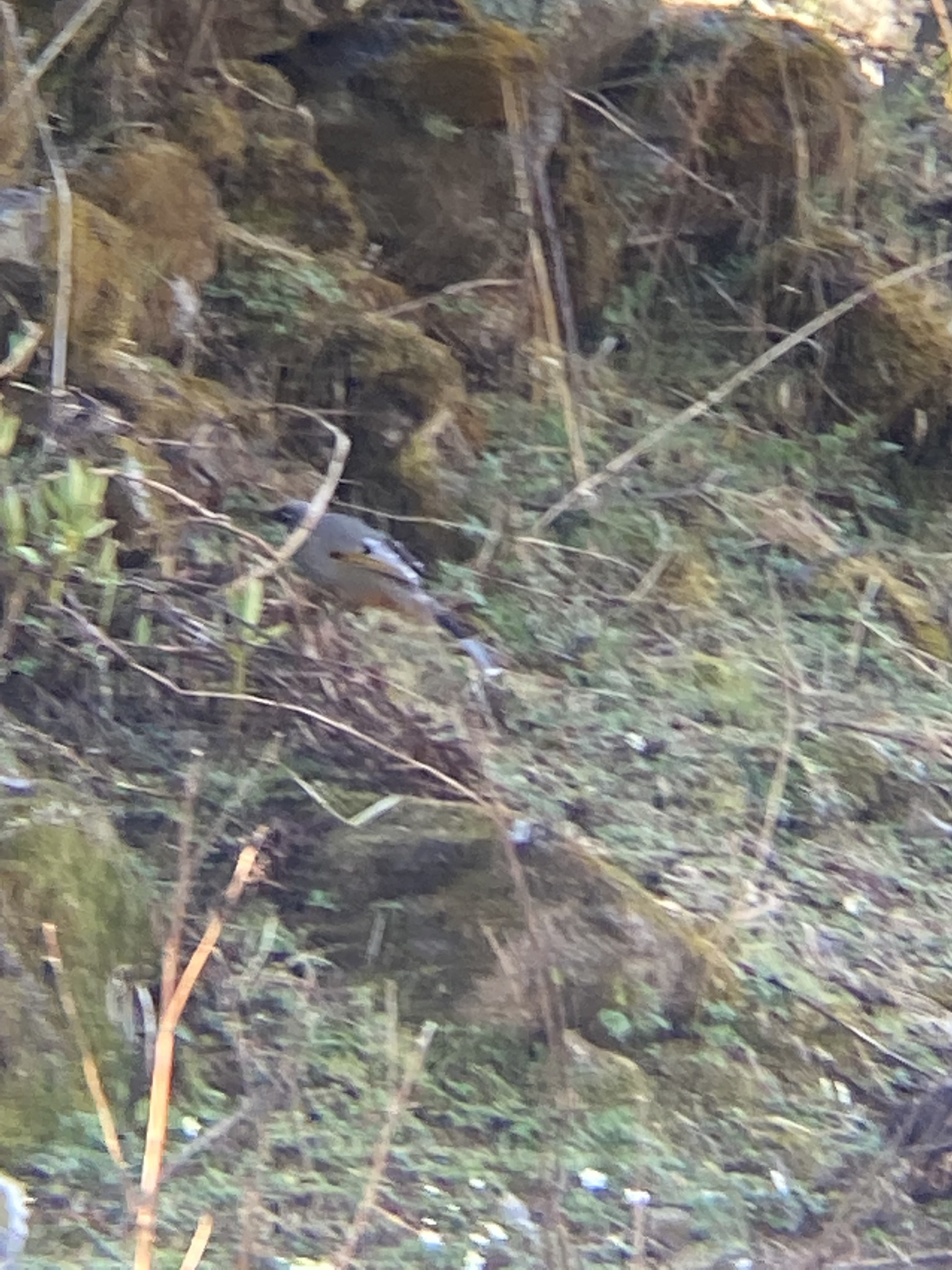 Variegated Laughingthrush