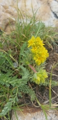 Ivesia gordonii