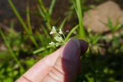 Torilis arvensis arvensis