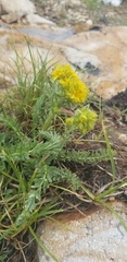 Ivesia gordonii