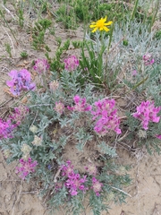 Oxytropis besseyi