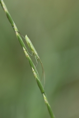 Megaloceroea recticornis