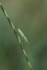 Megaloceroea recticornis