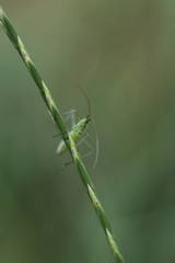 Megaloceroea recticornis