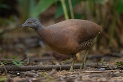 Crypturellus obsoletus