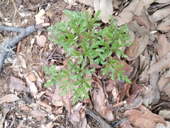Prionosciadium thapsoides