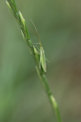 Megaloceroea recticornis