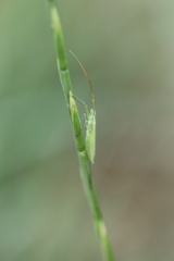 Megaloceroea recticornis