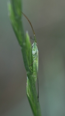 Megaloceroea recticornis