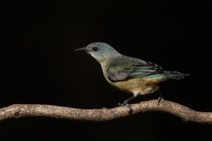 Dacnis nigripes