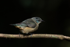 Dacnis nigripes