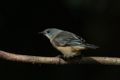 Dacnis nigripes