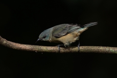 Dacnis nigripes