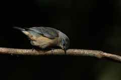Dacnis nigripes