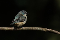 Dacnis nigripes