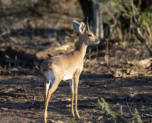 Southern Steenbuck