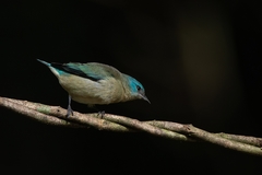 Dacnis nigripes