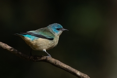 Dacnis nigripes