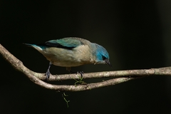 Dacnis nigripes