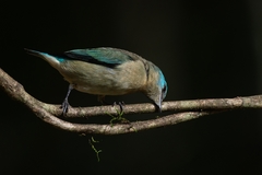 Dacnis nigripes