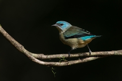 Dacnis nigripes