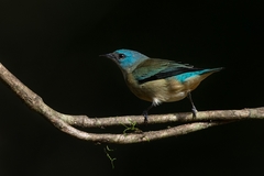 Dacnis nigripes