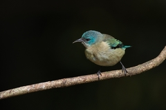 Dacnis nigripes