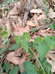 Dioscorea galeottiana