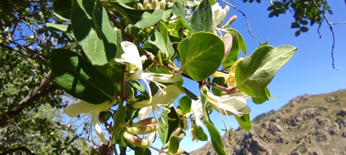 Lonicera arborea