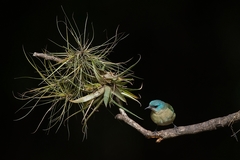 Dacnis nigripes