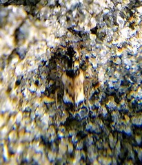 Tetragonoderus fasciatus